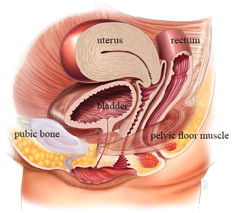 4. The Anatomy of the Pelvic Floor and Its Relation to Urination