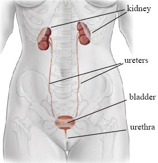 Acute pyelonephritis: Video, Anatomy & Definition